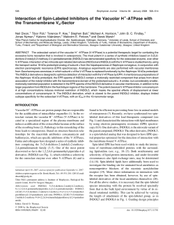 Interaction of Spin-Labeled Inhibitors of the Vacuolar H