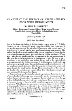changes at the surface of nereis li mb at a eggs after insemination