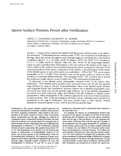 Sperm Surface Proteins Persist after Fertilization