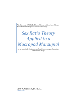 Sex Ratio Theory Applied to a Macropod Marsupial