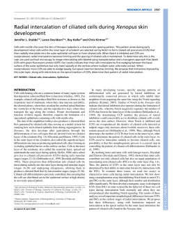 Radial intercalation of ciliated cells during Xenopus skin development