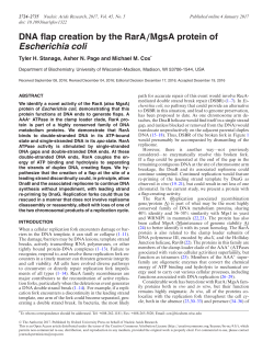 DNA flap creation by the RarA/MgsA protein of Escherichia coli
