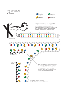 DNA Structure (pdf 650 kB)