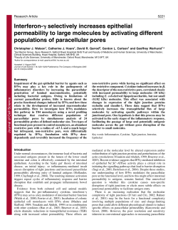 Interferon- selectively increases epithelial permeability to large