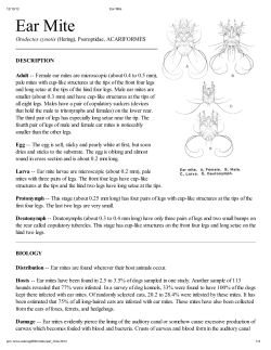 Ear Mite