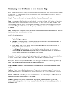 Introducing your Greyhound to your Cats and Dogs