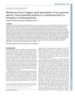Membrane fusion triggers rapid degradation of two gamete