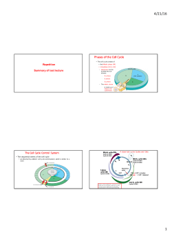 Phases of the Cell Cycle