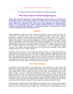 The facts about Violet Budgerigars