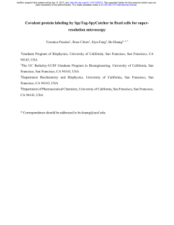 Covalent Protein Labeling By SpyTag-SpyCatcher In Fixed