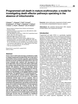 Programmed cell death in mature erythrocytes: a model for