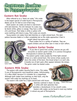 Common Snakes in Pennsylvania