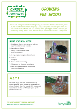 growing pea shoots - Perrywood Garden Centre