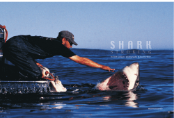 Shark Stroking