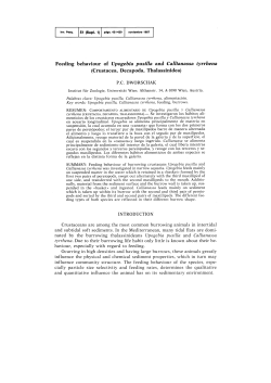 Feeding behaviour of Upogebia pusilla and