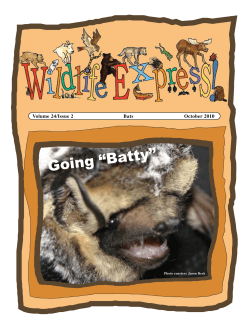 Bats - October 2010 - Idaho Fish and Game