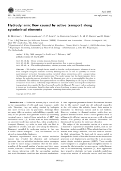Hydrodynamic flow caused by active transport along cytoskeletal