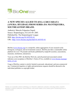 a new species allied to hyla circumdata (anura: hylidae