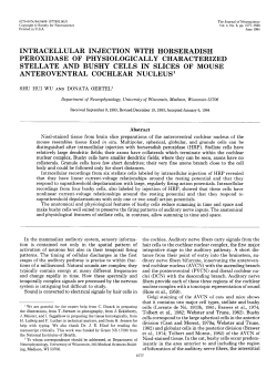intracellular injection with horseradish peroxidase