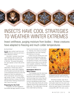 InseCts have Cool strategIes to weather wInter extremes