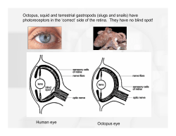 Human eye Octopus eye Octopus, squid and terrestrial gastropods
