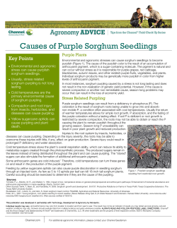 Causes of Purple Sorghum Seedlings