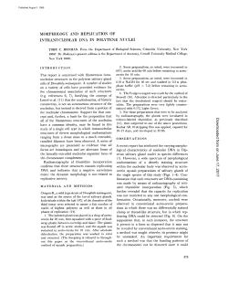 MORPHOLOGY AND REPLICATION OF INTRANUCLEOLAR DNA