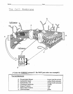 The Cell Membrane