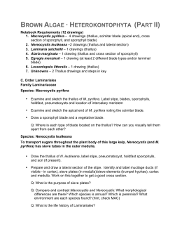 BROWN ALGAE &middot; HETEROKONTOPHYTA (PART II)