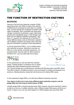 the function of restriction enzymes