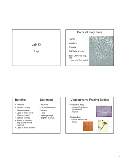 Lab 13: Fungi
