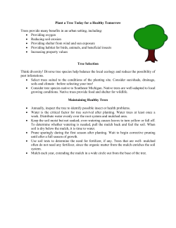 Plant a Tree Today for a Healthy Tomorrow Trees provide many
