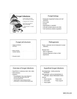 fungi 2007 word slides