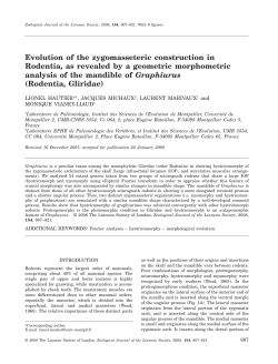 Evolution of the zygomasseteric construction in Rodentia, as