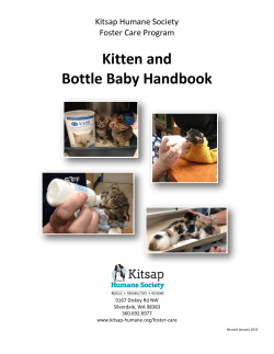 Kitten and Bottle Baby Handbook