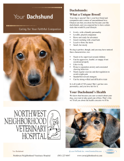 Dachshunds - Northwest Neighborhood Veterinary Hospital