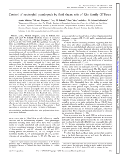 Control of neutrophil pseudopods by fluid shear: role of Rho family