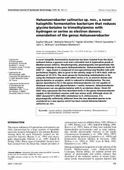 halophilic fermentative bacterium that reduces glycine