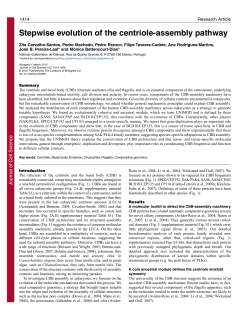 Stepwise evolution of the centriole
