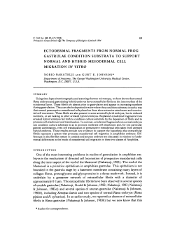 ectodermal fragments from normal frog gastrulae condition substrata