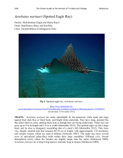 Aetobatus narinari (Spotted Eagle Ray)
