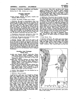 -.-.-.-.-.,._._1 _. ._._\.- A.,caphus Stejneger Tailed Frog A.,caphus