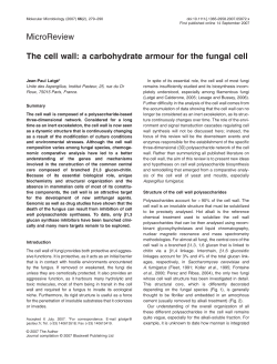 MicroReview The cell wall: a carbohydrate armour for the fungal cell