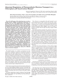 Abnormal Regulation of Photosynthetic Electron Transport in a