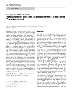 Procambarus clarkii - Indiana University School of Optometry