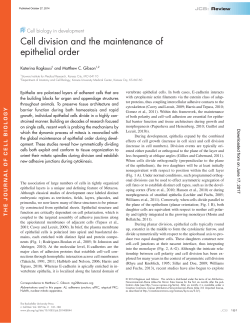 Cell division and the maintenance of epithelial order
