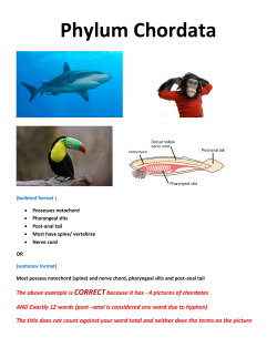 Phylum Chordata
