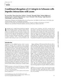 Conditional disruption of 1 integrin in Schwann cells impedes