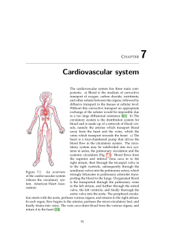 Cardiovascular system