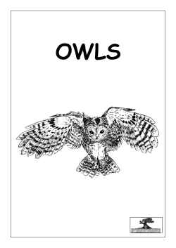 Key Stage 2 Owls